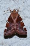 Cosmia diffinis