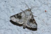 Hecatera bicolorata