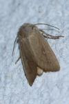 Mythimna sicula