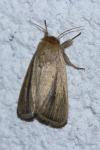 Sesamia nonagrioides