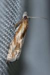 Eucosma cana