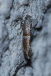 Cedestis subfasciella