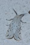 Spilosoma lubricipeda