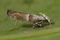 Cedestis subfasciella