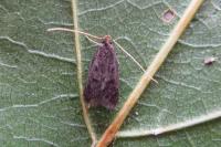 Eurodachtha siculella