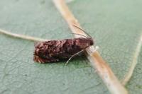 Grapholita janthinana