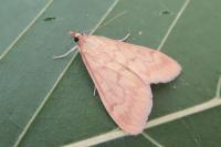 Ostrinia nubilalis/scapulalis