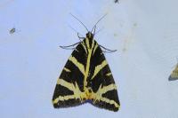 Euplagia quadripunctaria