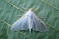 Palpita vitrealis