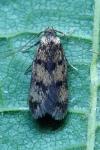 Borkhausenia fuscescens