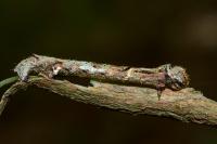 Ectropis crepuscularia