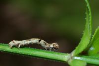 Ectropis crepuscularia