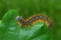Malacosoma neustria