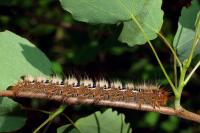 Lasiocampa quercus