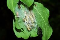 Yponomeuta cagnagella