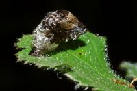 Coleophora kuehnella