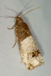 Notocelia