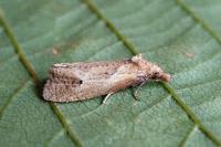 Phtheochroa inopiana
