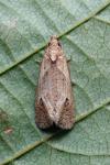 Phtheochroa inopiana