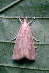 Calamotropha paludella