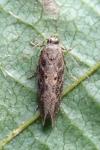 Scrobipalpa ocellatella