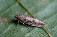 Scrobipalpa ocellatella
