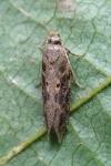 Scrobipalpa ocellatella