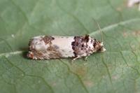 Epinotia thapsiana