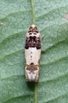 Epinotia thapsiana