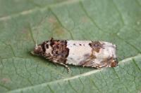 Epinotia thapsiana