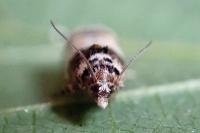 Epinotia thapsiana