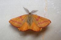Lythria purpuraria