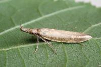 Pleurota aristella