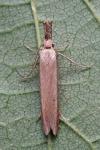 Pleurota aristella