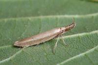 Pleurota aristella