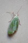 Earias clorana