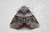 Gluphisia crenata