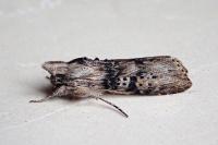 Cucullia absinthii