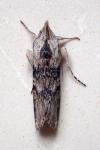 Cucullia absinthii