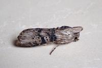 Cucullia absinthii