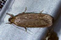 Depressaria daucella