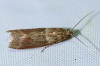 Cryptoblabes bistriga