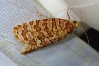 Lozotaeniodes formosana