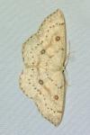 Cyclophora albipunctata