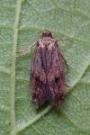 Borkhausenia