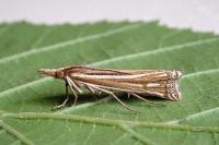 Ancylolomia tentaculella