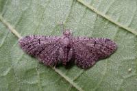 Eupithecia ultimaria