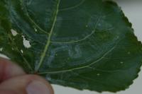 Phyllocnistis unipunctella
