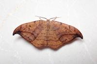 Drepana curvatula