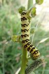 Cucullia lychnitis